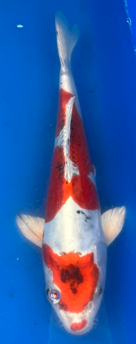 12” Japanese Imported Koi Beni Kikokuryu 12” Japanese Imported Koi Beni Kikokuryu
