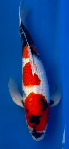 27” Japanese Imported Koi Butterfly Showa 27” Japanese Imported Koi Butterfly Showa