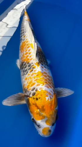 23” Japanese Imported Koi Ki Showa 23” Japanese Imported Koi Ki Showa