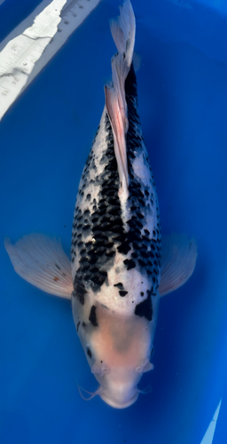 22” Japanese Imported Koi Butterfly Matsukawabake 22” Japanese Imported Koi Butterfly Matsukawabake