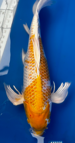 25” Japanese Imported Koi Butterfly Hariwake 25” Japanese Imported Koi Butterfly Hariwake