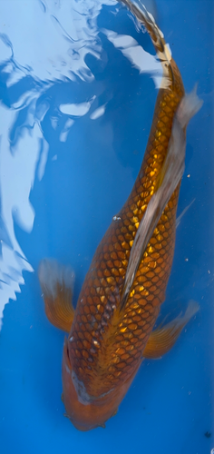 24” Japanese Imported Koi Ginrin Ochiba 24” Japanese Imported Koi Ginrin Ochiba