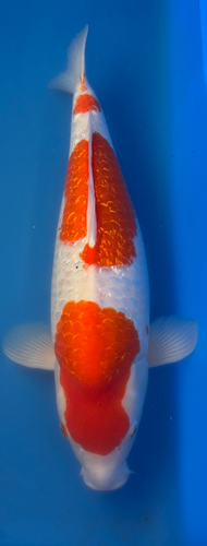 23” Japanese Imported Koi Ginrin Kohaku 23” Japanese Imported Koi Ginrin Kohaku