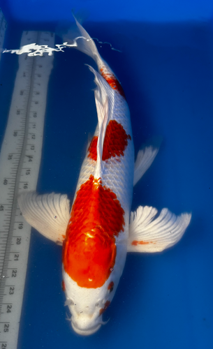 27” Japanese Imported Koi Butterfly Hariwake 27” Japanese Imported Koi Butterfly Hariwake