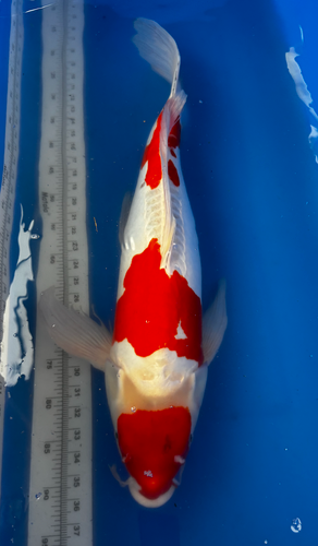 29” Japanese Imported Koi Doitsu Kohaku 29” Japanese Imported Koi Doitsu Kohaku