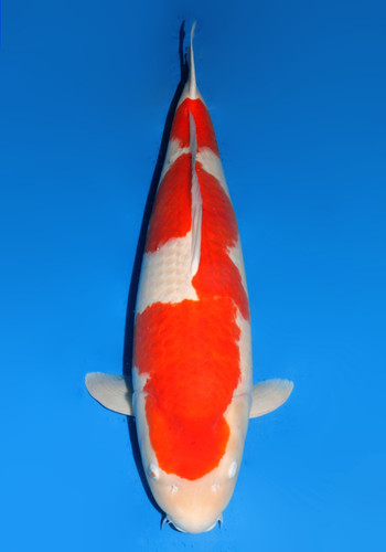 86 cm Super Kohaku 6 years old 86 cm Super Kohaku 6 years old