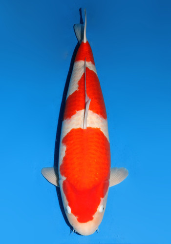 33"(84cm) Japanese Imported Koi Dainichi DMKohaku 5yr 33"(84cm) Japanese Imported Koi Dainichi DMKohaku 5yr