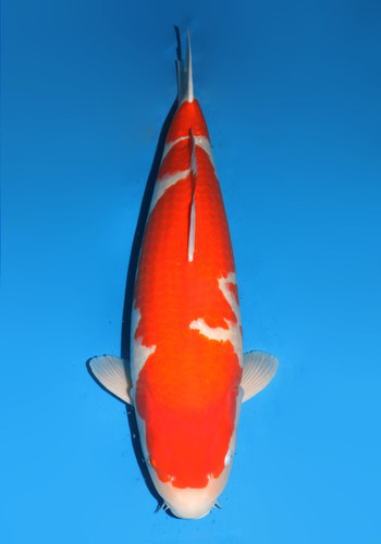 77 cm DSKohaku Dainichi 5years old 77 cm DSKohaku Dainichi 5years old
