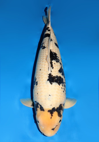 80 cm Super Monster Dainichi Shiro Utsuri 5 years old 80 cm Super Monster Dainichi Shiro Utsuri 5 years old