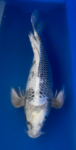 22” Japanese Imported Koi Kin Shiro Utsuri 22” Japanese Imported Koi Kin Shiro Utsuri