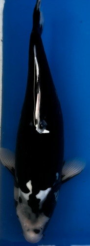 21” Japanese Imported Koi Hageshiro 21” Japanese Imported Koi Hageshiro