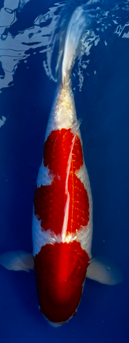22” Japanese Imported Koi Ginrin Kohaku 22” Japanese Imported Koi Ginrin Kohaku