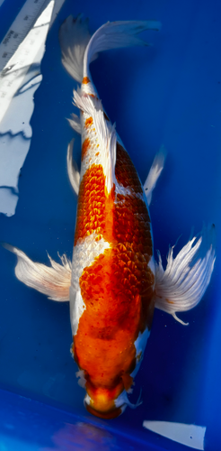 26” Japanese Imported Koi Butterfly Ginrin Hariwake 26” Japanese Imported Koi Butterfly Ginrin Hariwake