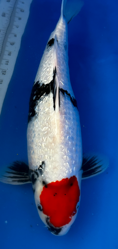 23” Japanese Imported Koi Ginrin Tancho Showa 23” Japanese Imported Koi Ginrin Tancho Showa