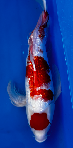 Japanese Imported Koi Butterfly Ginrin Maruten Kohaku Japanese Imported Koi Butterfly Ginrin Maruten Kohaku