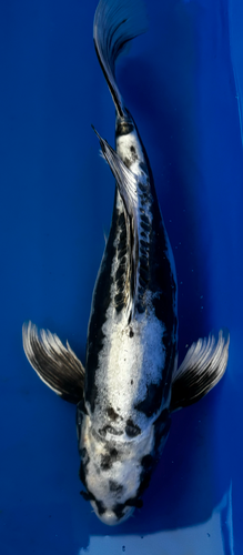 21.5” Japanese Imported Koi Butterfly Kin Kikokuryu 21.5” Japanese Imported Koi Butterfly Kin Kikokuryu