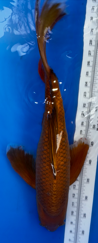 25” Japanese Imported Koi Butterfly Chagoi 25” Japanese Imported Koi Butterfly Chagoi