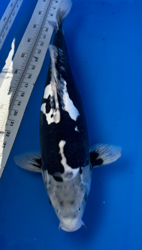 21” Japanese Imported Koi Kumonryu 21” Japanese Imported Koi Kumonryu