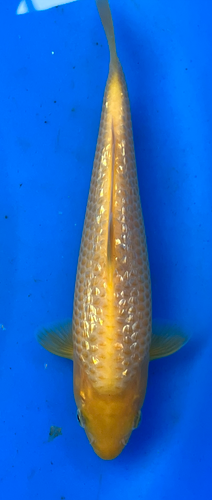 8” Japanese Imported Koi -Taniguchi Golden Corn 8” Japanese Imported Koi -Taniguchi Golden Corn