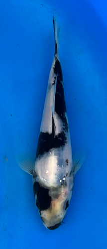7” Japanese Imported Koi -Omasako Shiro Utsuri 7” Japanese Imported Koi -Omasako Shiro Utsuri