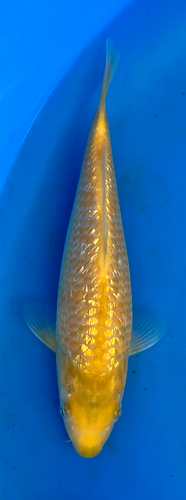 9” Japanese Imported Koi -Taniguchi Golden Corn 9” Japanese Imported Koi -Taniguchi Golden Corn