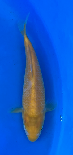 24. 8” Japanese Imported Koi -Taniguchi Golden Corn 24. 8” Japanese Imported Koi -Taniguchi Golden Corn