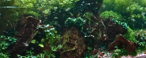 New Aquascape Design