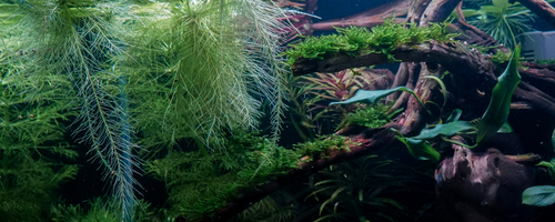Take Home a Gallery Aquarium