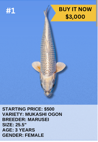 Koi Auction- #1- Mukashi Ogon Koi Auction- #1- Mukashi Ogon