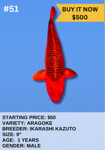 Koi Auction- #51 - Aragoke Koi Auction- #51 - Aragoke