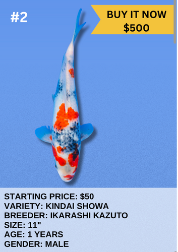 Koi Auction- #2- Kindai Showa Koi Auction- #2- Kindai Showa