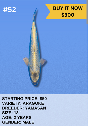 Koi Auction- #52 - Aragoke Koi Auction- #52 - Aragoke