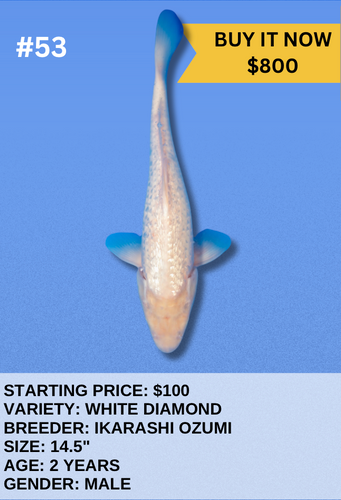 Koi Auction- #53 - White Diamond Koi Auction- #53 - White Diamond