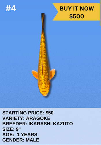Koi Auction- #4- Aragoke Koi Auction- #4- Aragoke