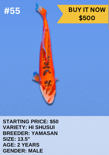 Koi Auction- #55 - Hi Shusui