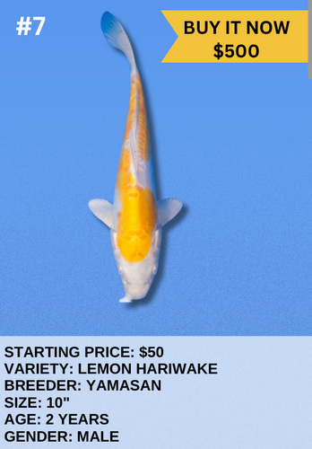 Koi Auction- #7- Lemon Hariwake