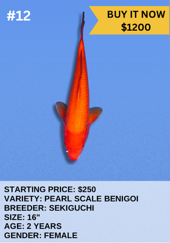 Koi Auction- #12- Pearl Scale Benigoi
