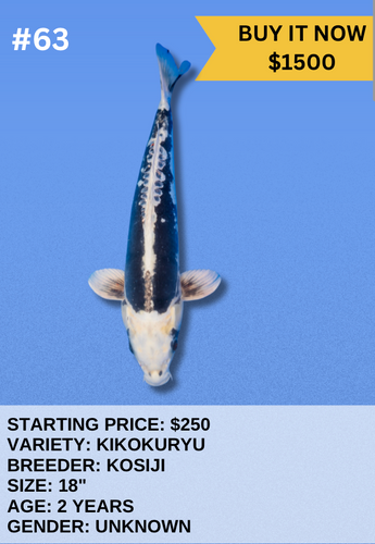 Koi Auction- #63 - Kikokuryu