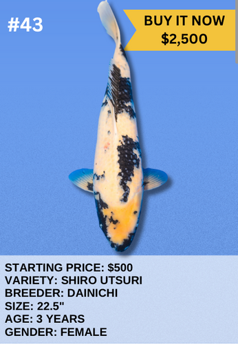 Koi Auction- #81 - Butterfly Kin Shiro