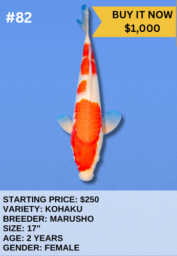 Koi Auction- #82 - Kohaku Koi Auction- #82 - Kohaku