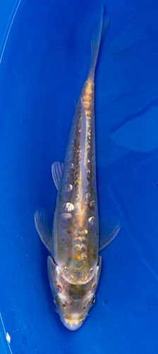 8” Japanese Imported Doitsu Karashigoi - Q16-7 8” Japanese Imported Doitsu Karashigoi - Q16-7