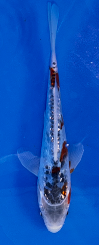 6” Japanese Imported Ginrin Shusui - Q16 - 9 6” Japanese Imported Ginrin Shusui - Q16 - 9