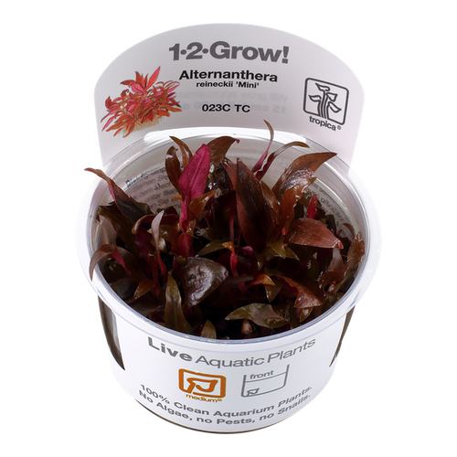 Alternanthera reineckii 'Mini' 1-2-Grow! Alternanthera reineckii 'Mini' 1-2-Grow!