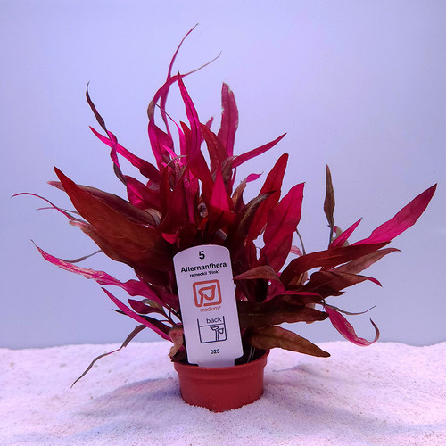 Alternanthera reineckii 'Pink' (Tropica) Alternanthera reineckii 'Pink' (Tropica)