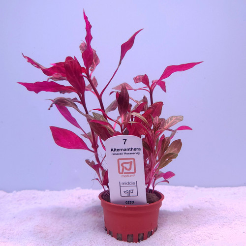 Alternanthera reineckii 'Rosanervig' (Tropica) Alternanthera reineckii 'Rosanervig' (Tropica)