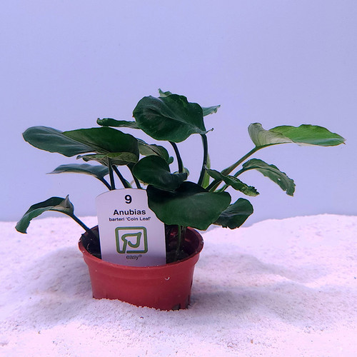 Anubias barteri 'coin leaf' (Tropica) Anubias barteri 'coin leaf' (Tropica)