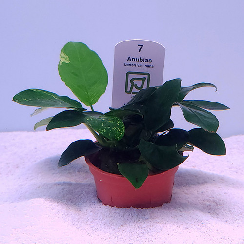Anubias barteri 'nana' (Tropica) Anubias barteri 'nana' (Tropica)