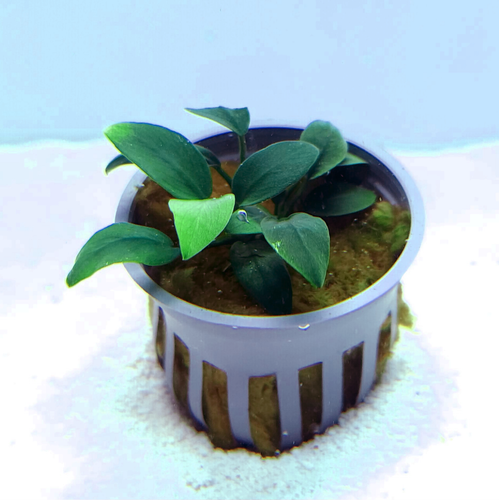 Anubias barteri 'Nana petite' Anubias barteri 'Nana petite'