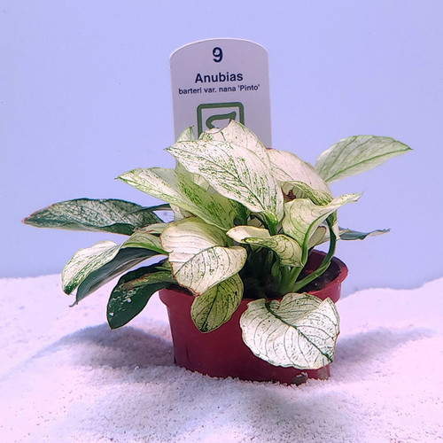 Anubias barteri 'Pinto' (Tropica) Anubias barteri 'Pinto' (Tropica)