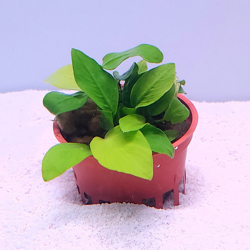 Anubias barteri 'Nana Golden' potted